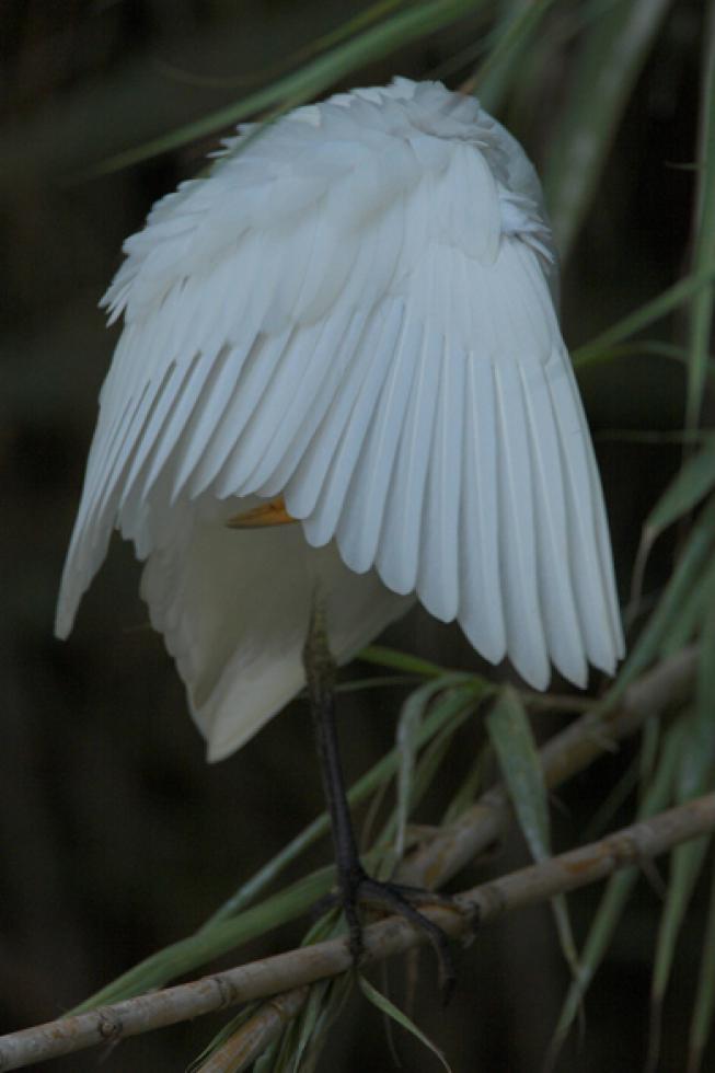 Aseando el plumaje